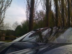 IMG_0181.JPG
