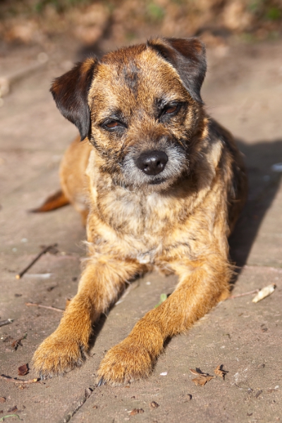 Pip.