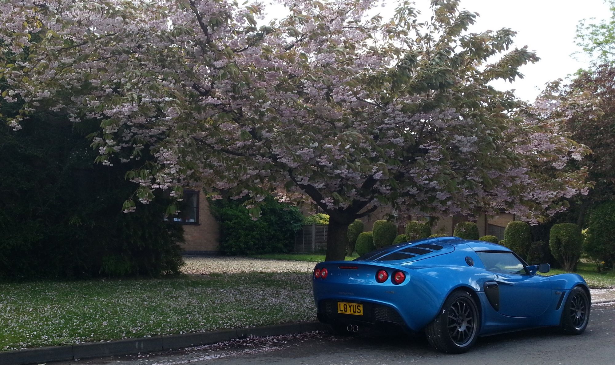M@rks Exige - Japanese Cherry Blossom 3