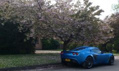 M@rks Exige - Japanese Cherry Blossom 3